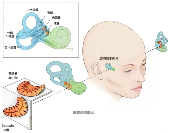 優(yōu)勢(shì)學(xué)科 | 前庭康復(fù) 告別眩暈 享受“平穩(wěn)”幸福生活